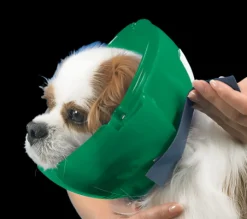 Cat and Small Dog E-Collar and Muzzle