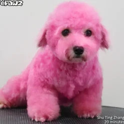 Color Depositing Shampoo Fuschia 17oz by Opawz