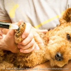 Dog Paw + Nose Moisturizer by Dog Fashion Spa