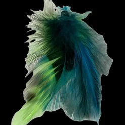 Feather Extension Teal and Green (Pack of 10) by A Creative Collection