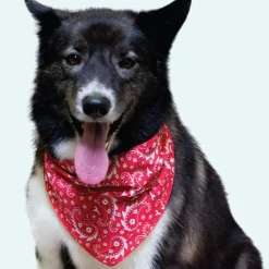 Paisley Bandanas - 60 Assorted Sizes and Patterns by Bandanas Unlimited