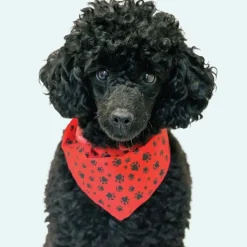 Paws & Bones Bandanas - 60 Assorted Sizes and Patterns by Bandanas Unlimited