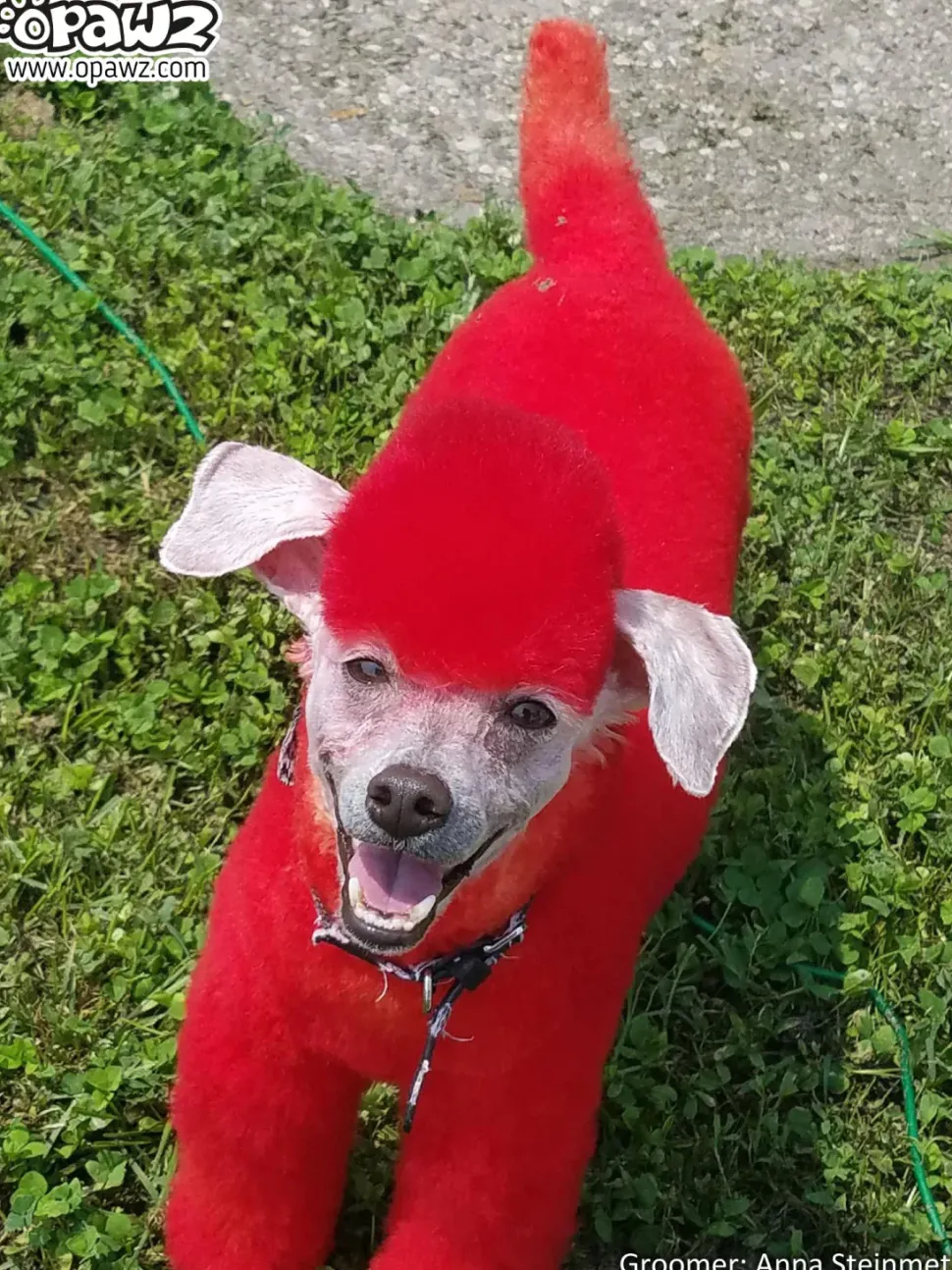 Permanent Dog Hair Dye Hot Red 8oz by Opawz
