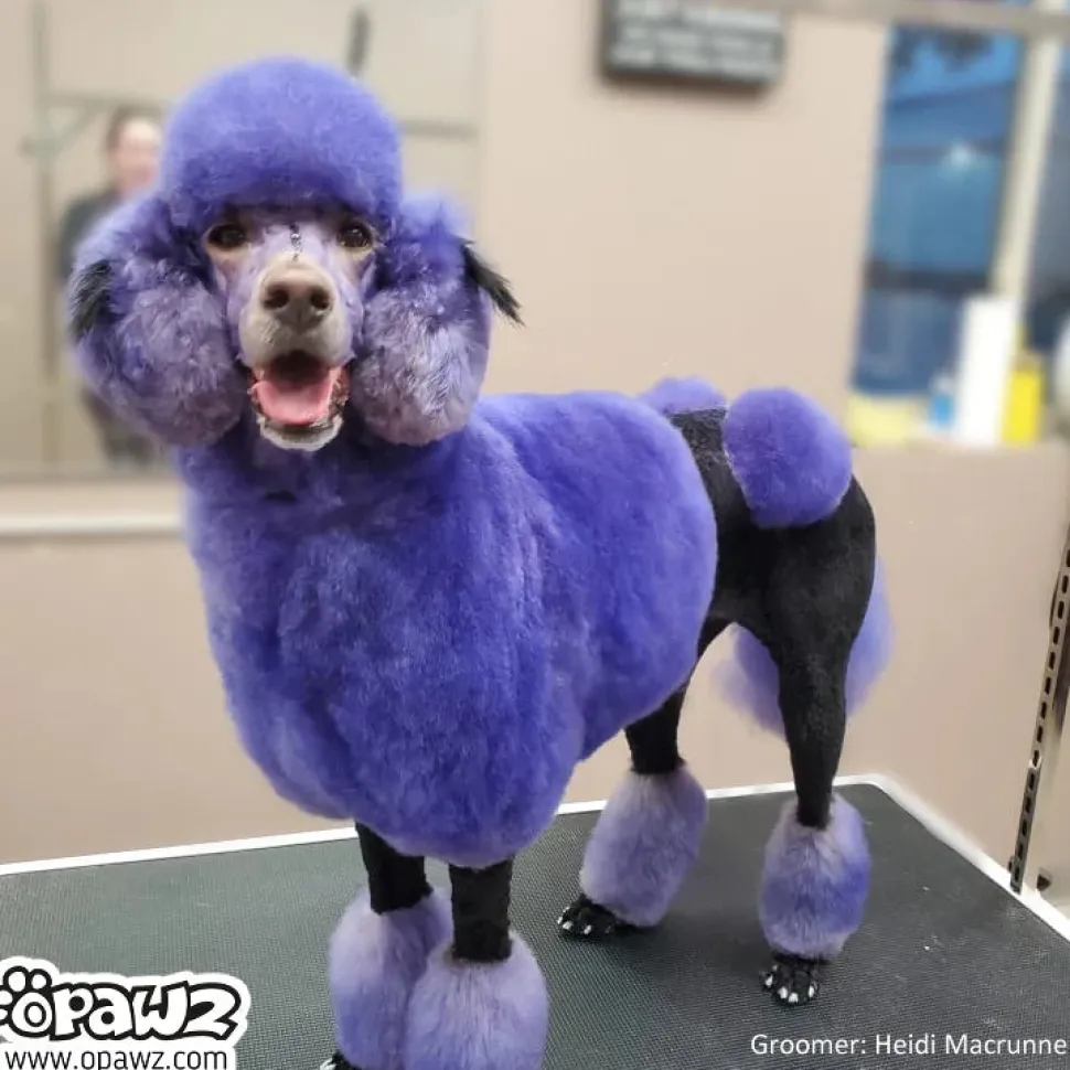Permanent Dog Hair Dye Indigo Purple 8oz by Opawz