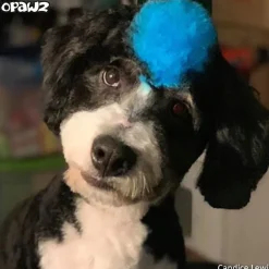 Permanent Dog Hair Dye Innocent Blue 8oz by Opawz