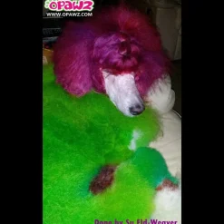 Permanent Dog Hair Dye Profound Green 8oz by Opawz